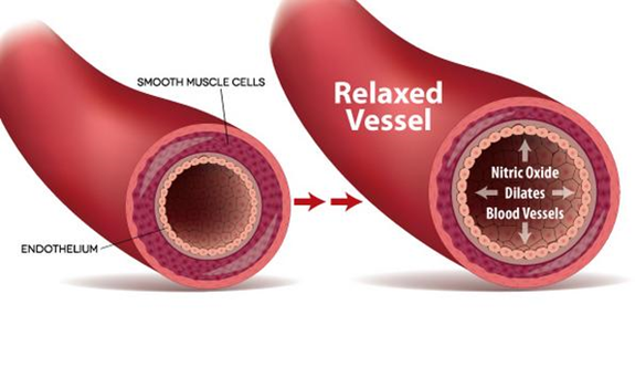 Nitric oxide helps smooth muscle of blood vessel to help with circulation. 